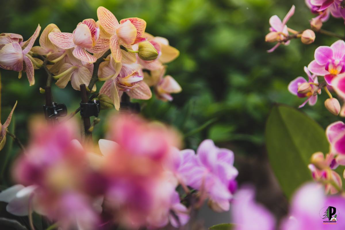 Primo piano di orchidee rosa e pesca