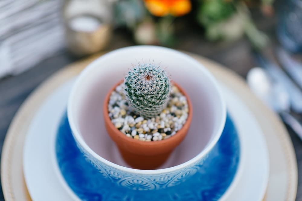 A Small Cactus is Sitting in a Bowl on a Table — Suncoast Flowers in Birtinya, QLD