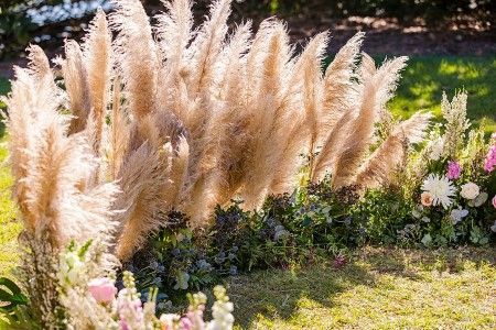 A Row of Pampas Grass Surrounded by Flowers in a Garden — Suncoast Flowers in Birtinya, QLD