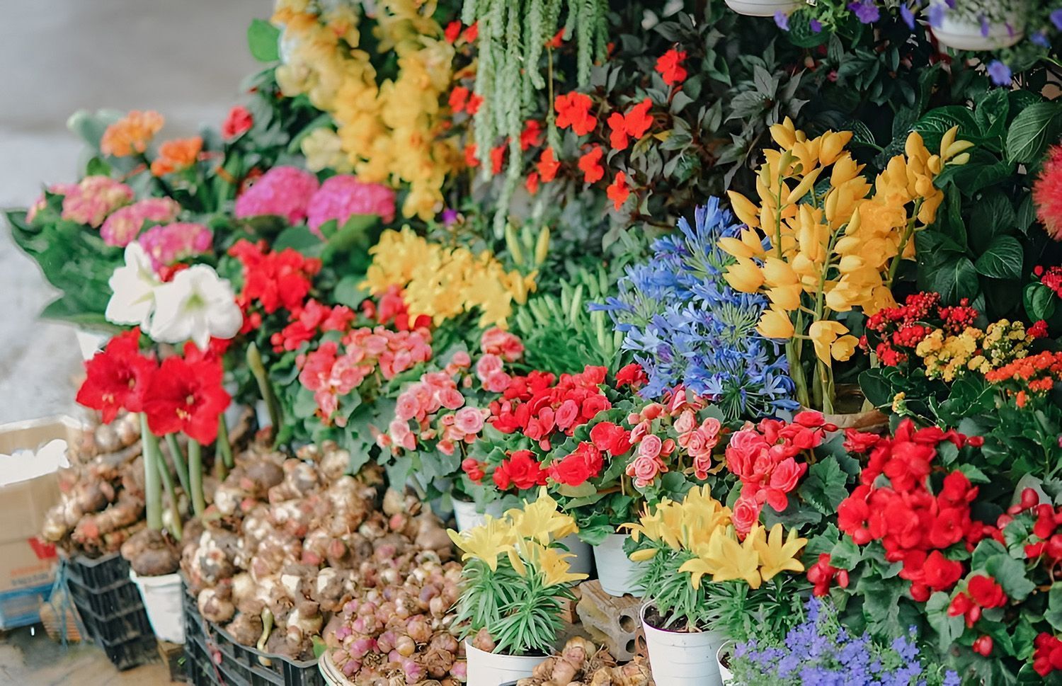 A Colorful Flower Display With Various Blooms