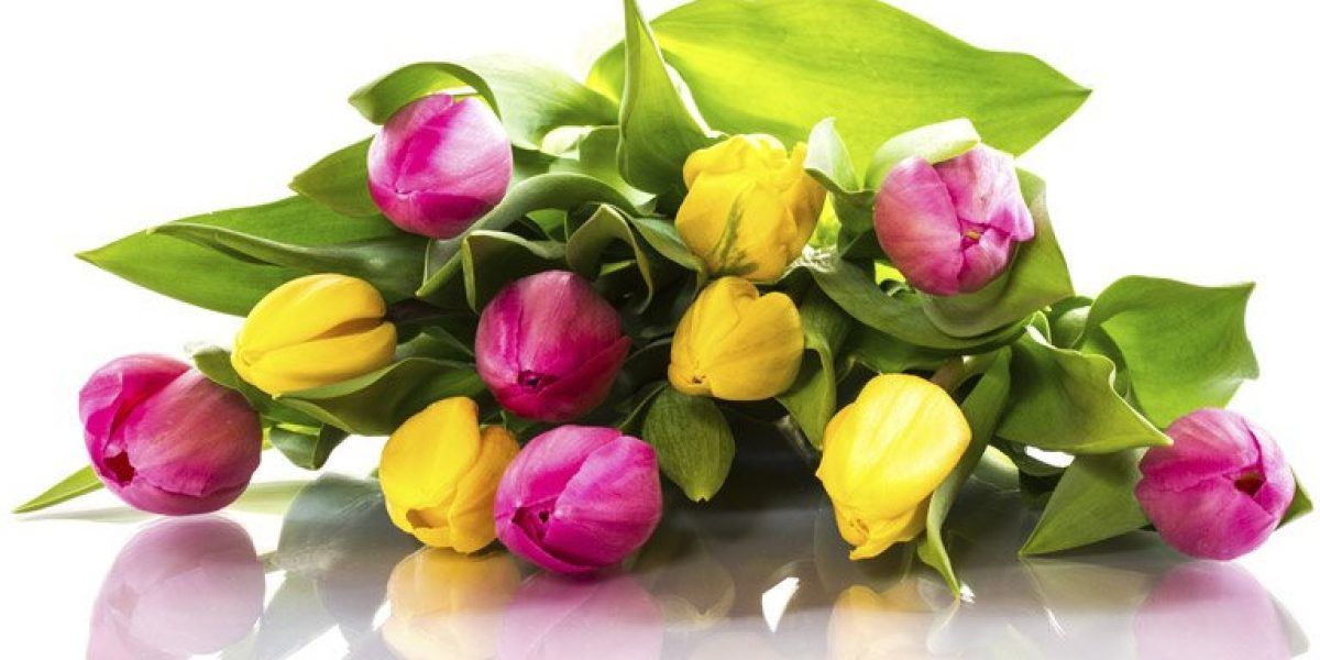 A Bunch of Pink and Yellow Tulips With Green Leaves — Suncoast Flowers in Birtinya, QLD