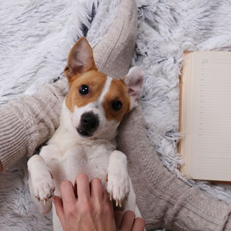 A person pets a small, white-and-brown Jack Russell terrier lying on its back on a fluffy white blanket near an open book.
