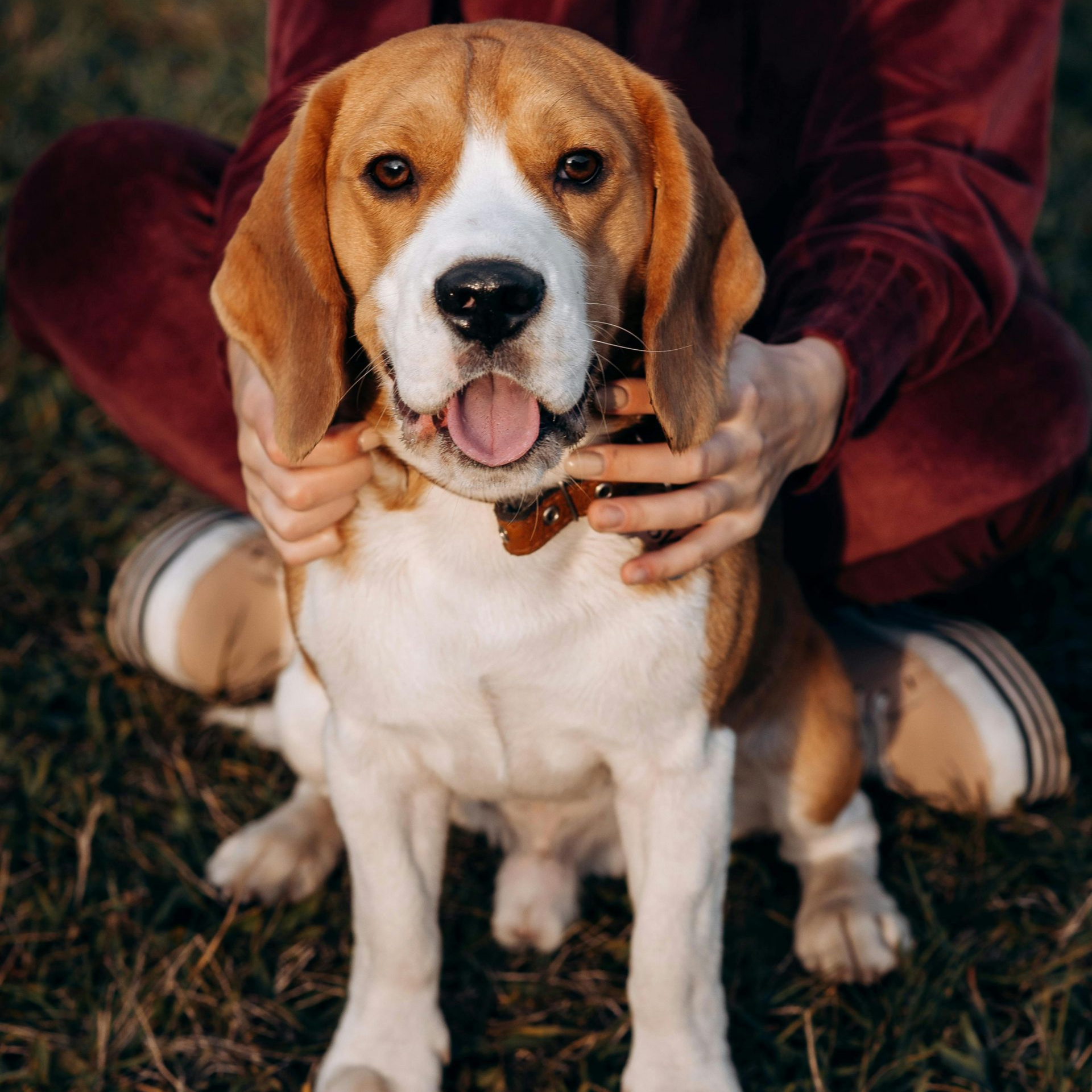 A person in a maroon outfit holds a happy beagle with tan, black, and white markings outdoors on the grass.