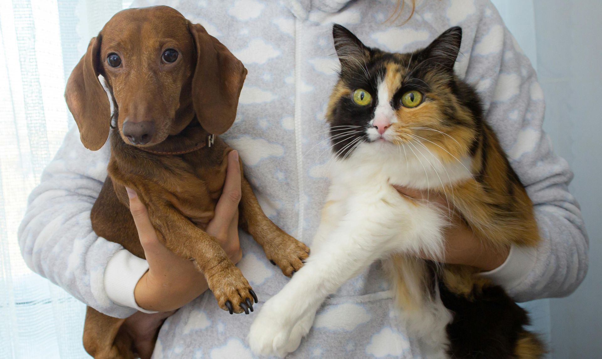 A person in a fluffy white patterned robe holds a brown dachshund in one arm and a calico cat in the other.
