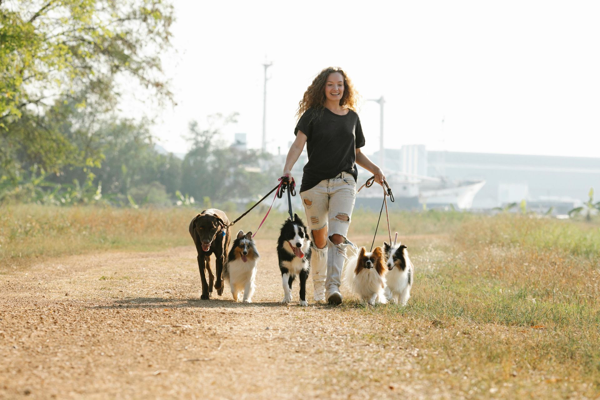 A person walking five dogs on leashes along a dirt path in a grassy field.