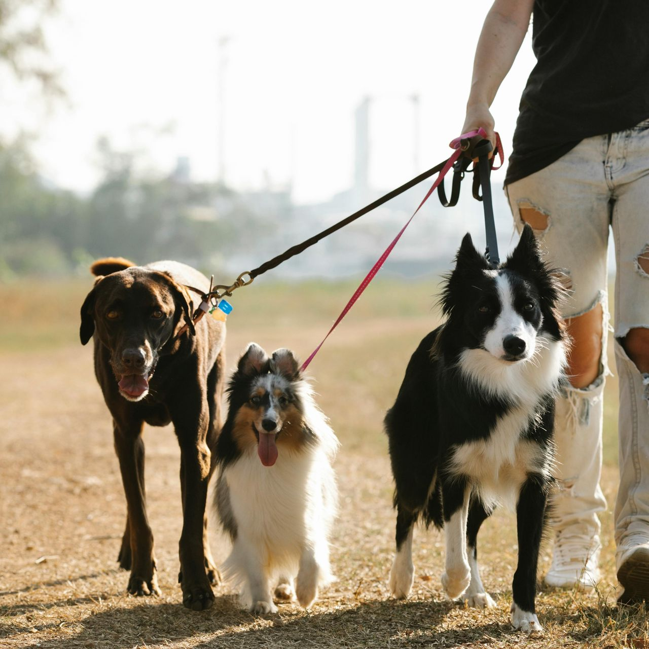 A person walks three dogs on leashes across a dirt path; a brown dog, a small fluffy dog, and a black-and-white border collie.