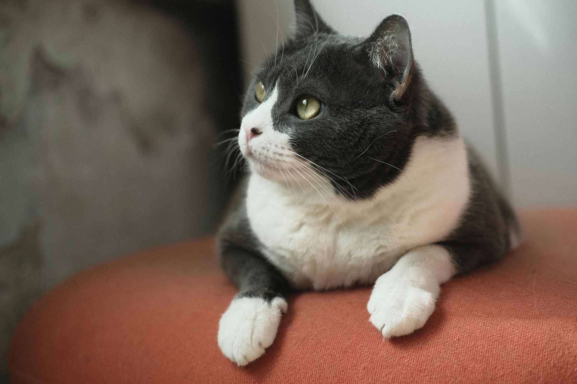 A grey and white cat lying on an orange surface, looking away with a focused expression.