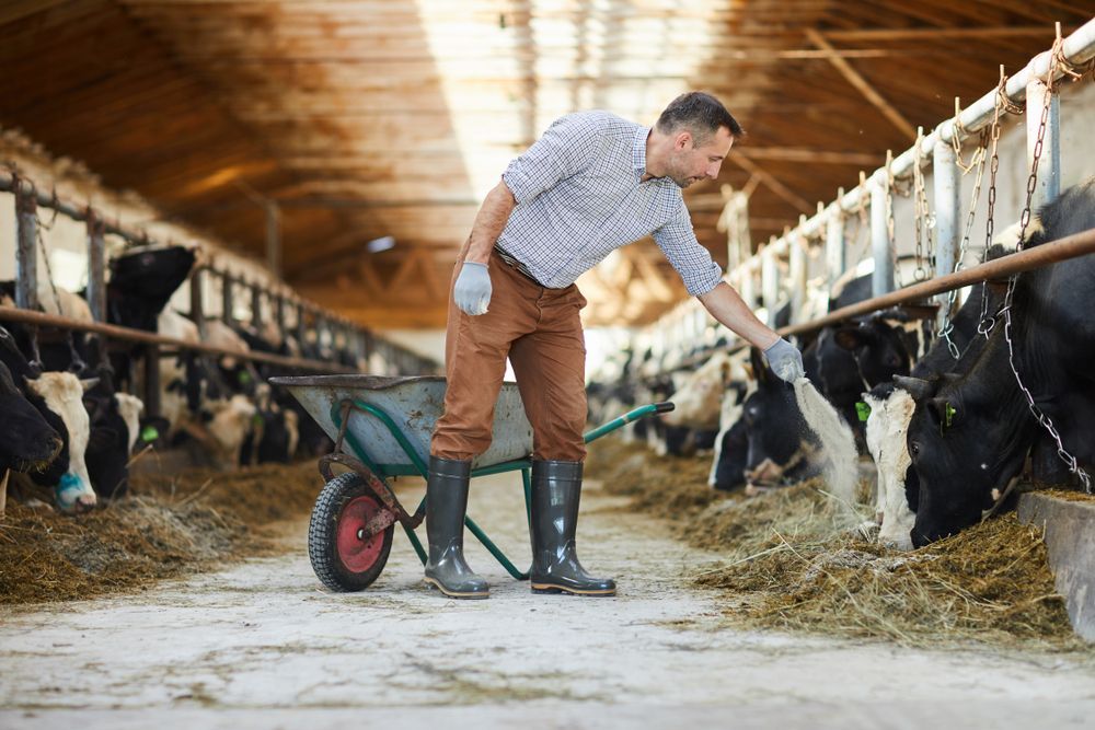 Man is feeding cows in a barn with a wheelbarrow — Community Noticeboard in Dayboro, QLD
