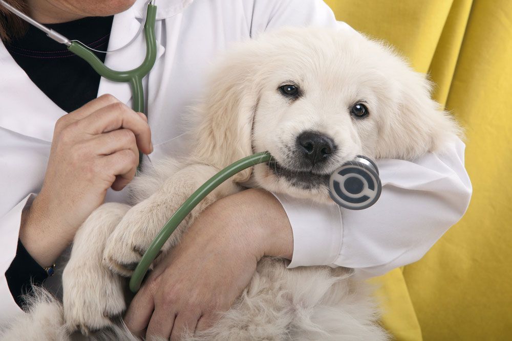 Doctor is Examining a White puppy with a Stethoscope — Animal Health Supplies in Dayboro, QLD