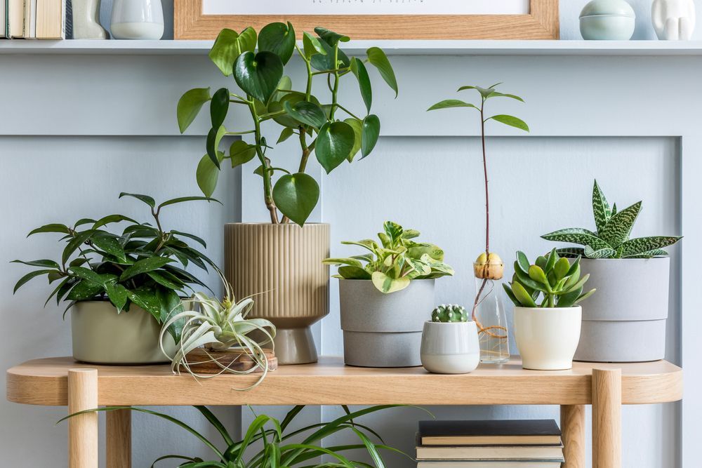 Bunch of Potted Plants are Sitting on a Wooden shelf — Plants in Dayboro, QLD