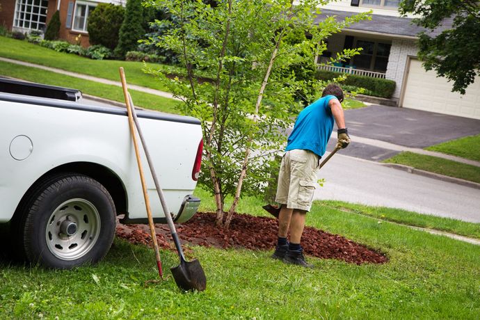 A man is planting a tree next to a white truck