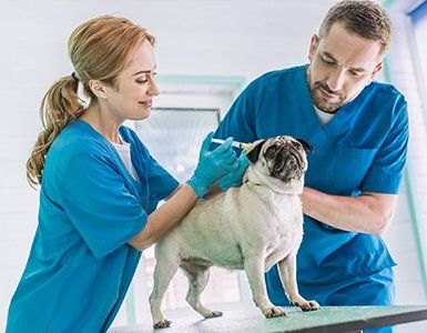 Pet Clinic — Two Veterinarians Making Injection to Pug Dog in Charleston County, SC