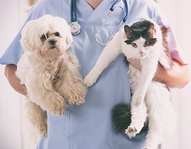 Veterinary Clinic — Vet Carrying a Dog and a Cat in Charleston County, SC