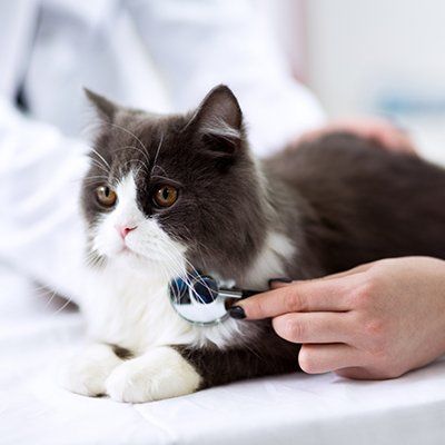 Animal Care — Kitten Being Examined in Charleston County, SC