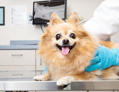 Animal Radiology — Happy Dog at Veterinary Office in Charleston County, SC