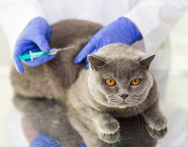 Pet Vaccines — Cat Having a Vaccine Injection in Charleston County, SC