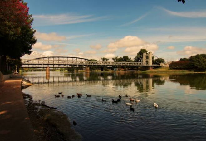 ducks floating in the Brazon River in Waco, Tx