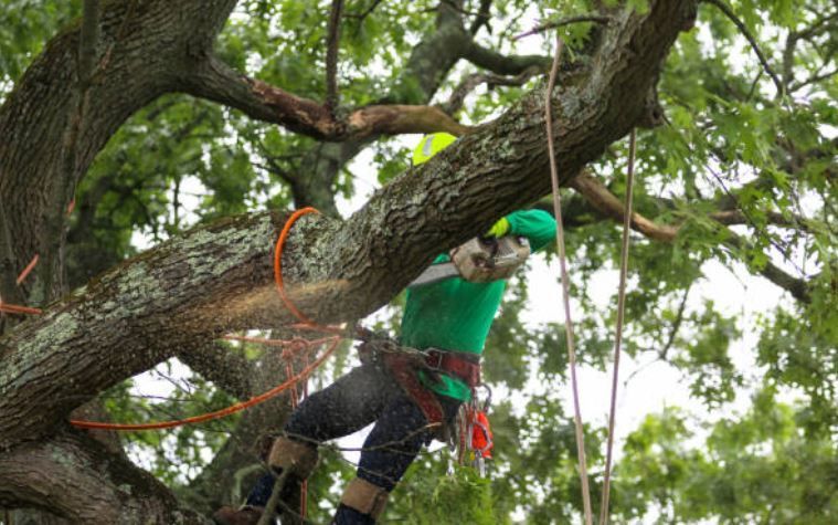 worker tied to tree cutting large tree limb with chainsaw