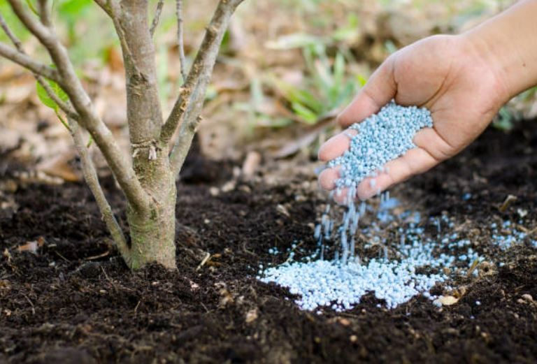 Fertilizing your Trees for Healthy Growth