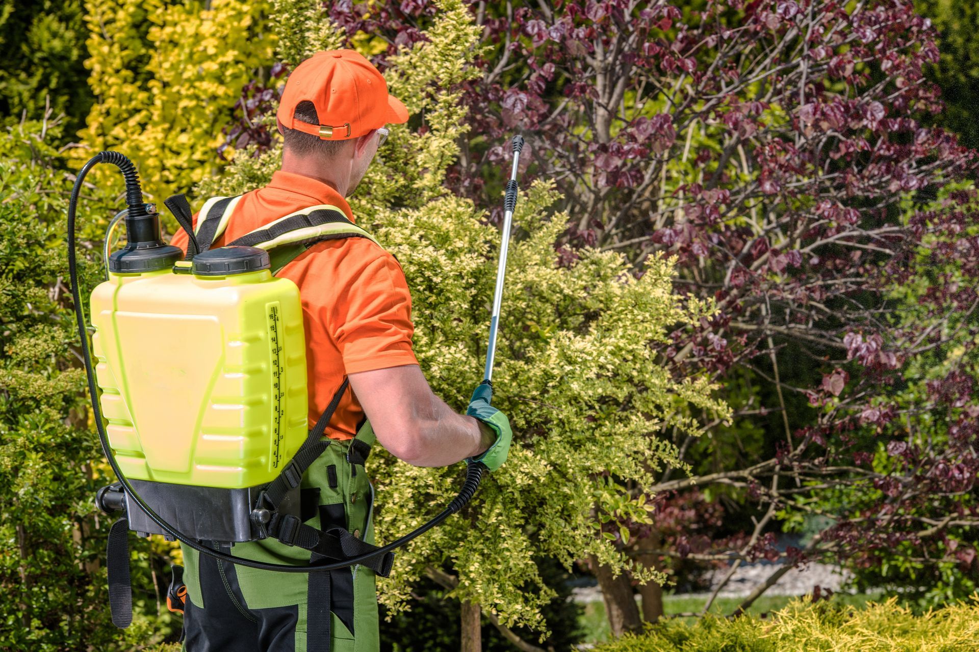 certified arborist fertilizing small trees with spray