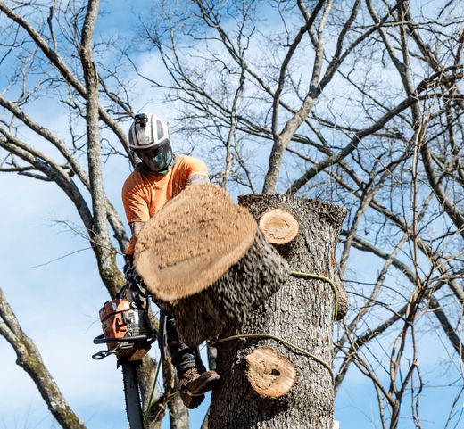 Tree Service | Tree Care | Waco Tree Service