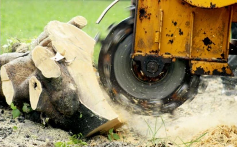 grinding stump with equipment in Waco Texas