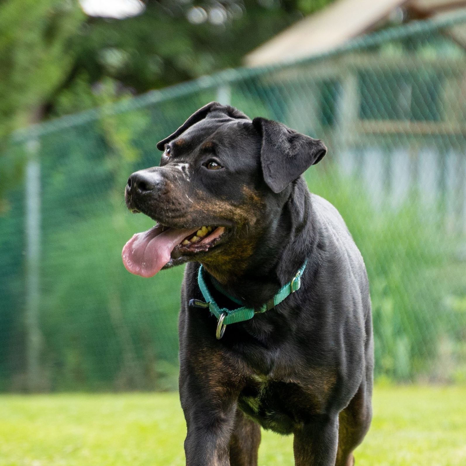 Central Pennsylvania Animal Alliance - Jaida