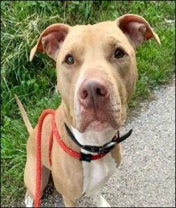 Central Pennsylvania Animal Alliance