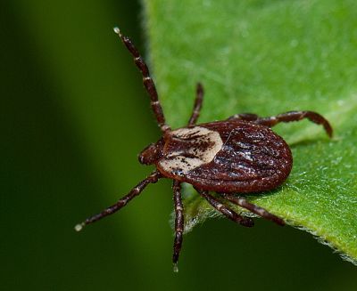 American Dog Tick