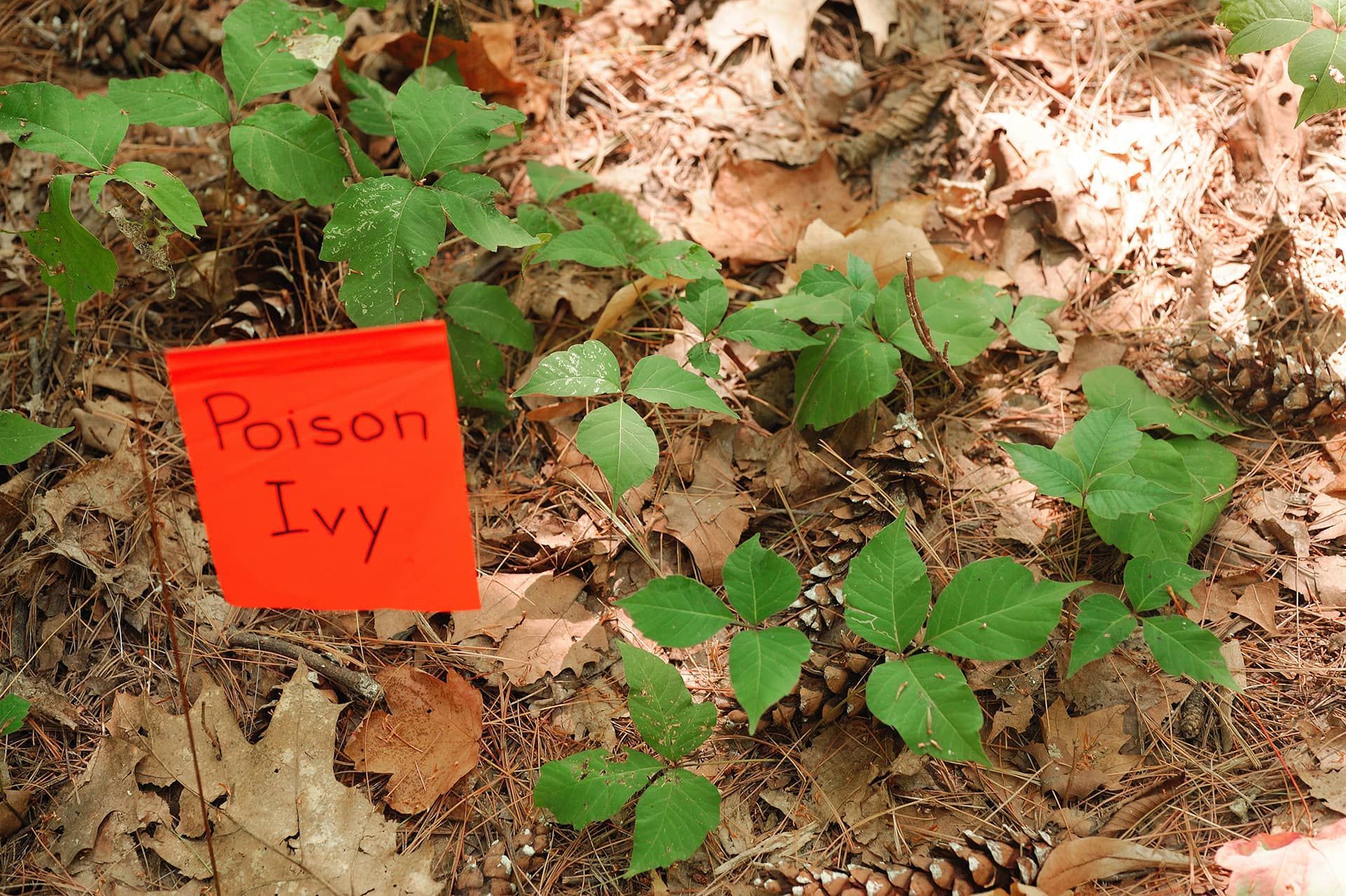 Where Poison Ivy Grows