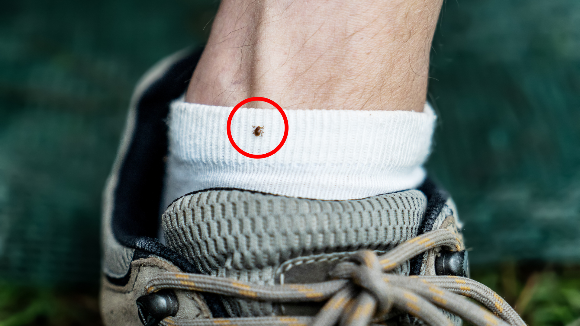 Frequently Asked Questions About Ticks