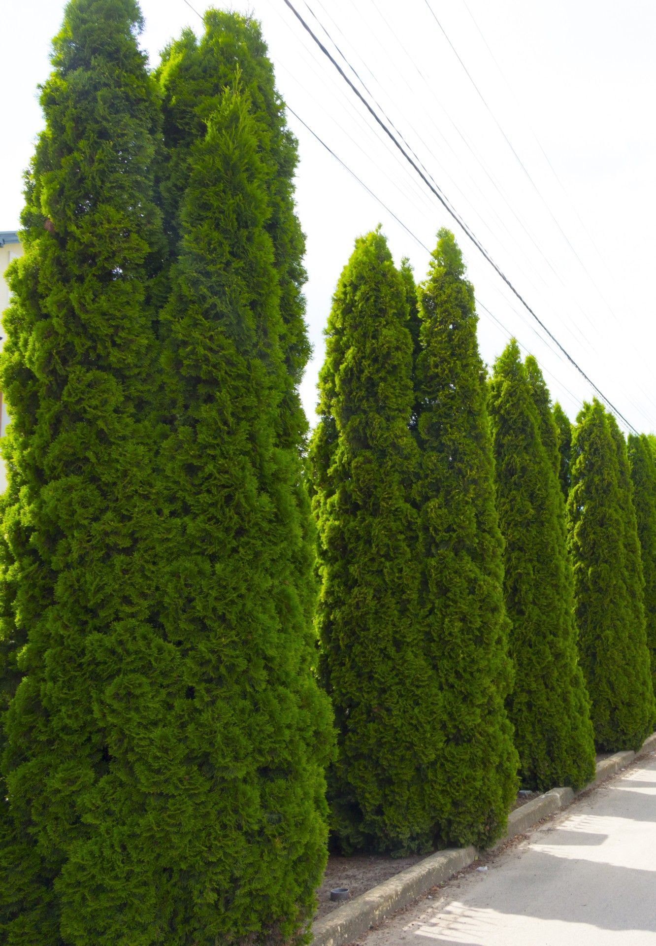 Arborvitae Care