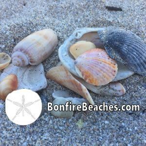 Seashells Paradise Beach