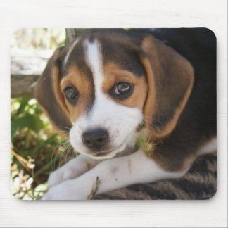 Beagle Dog Love