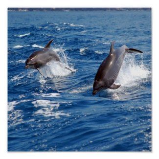 Dolphin Adventures Personalized Gifts