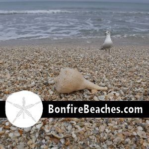 Seashells and Sea Gulls
