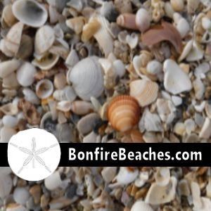 Seashells At The Sea Shore