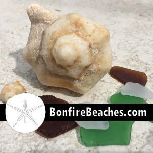 Seashore Seashells and Sea Glass Love