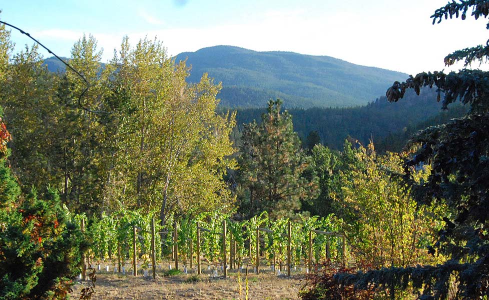 A vineyard with mountains in the background and trees in the foreground