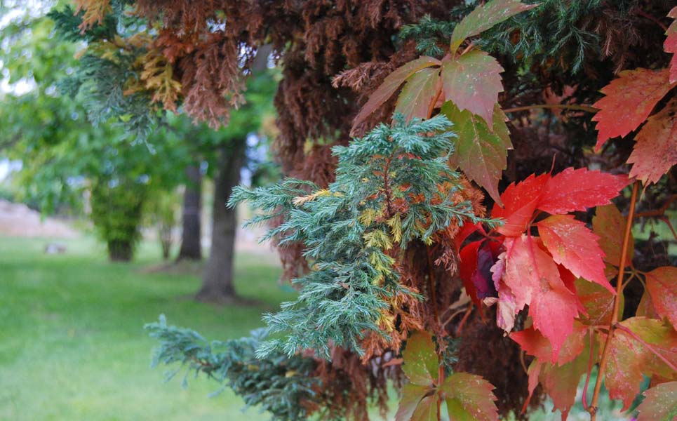 A tree with red leaves and green branches in a park.