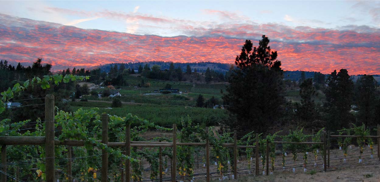 A sunset over a vineyard with a wooden fence in the foreground.