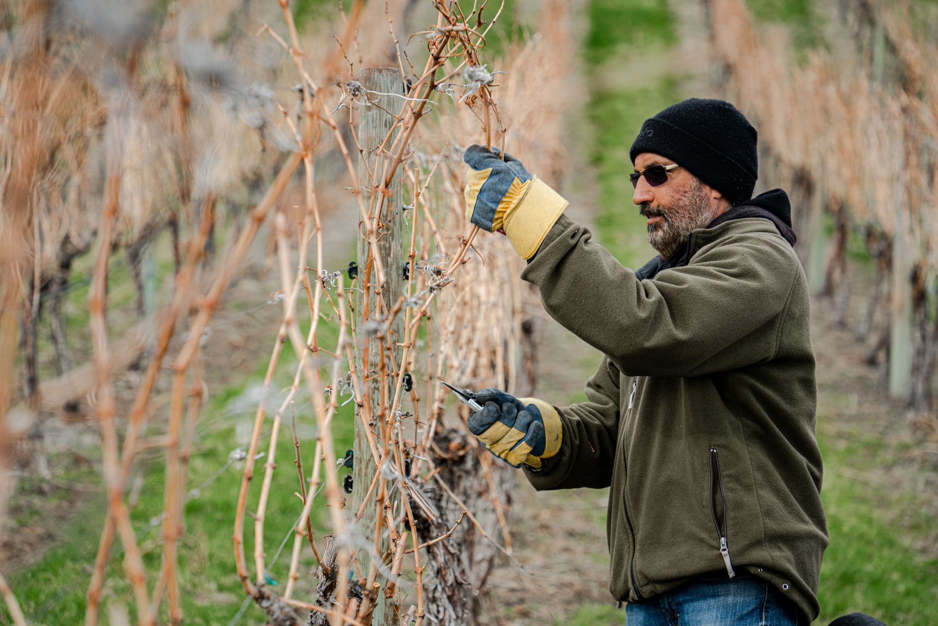 A man is pruning a vine in a vineyard with a pair of scissors.