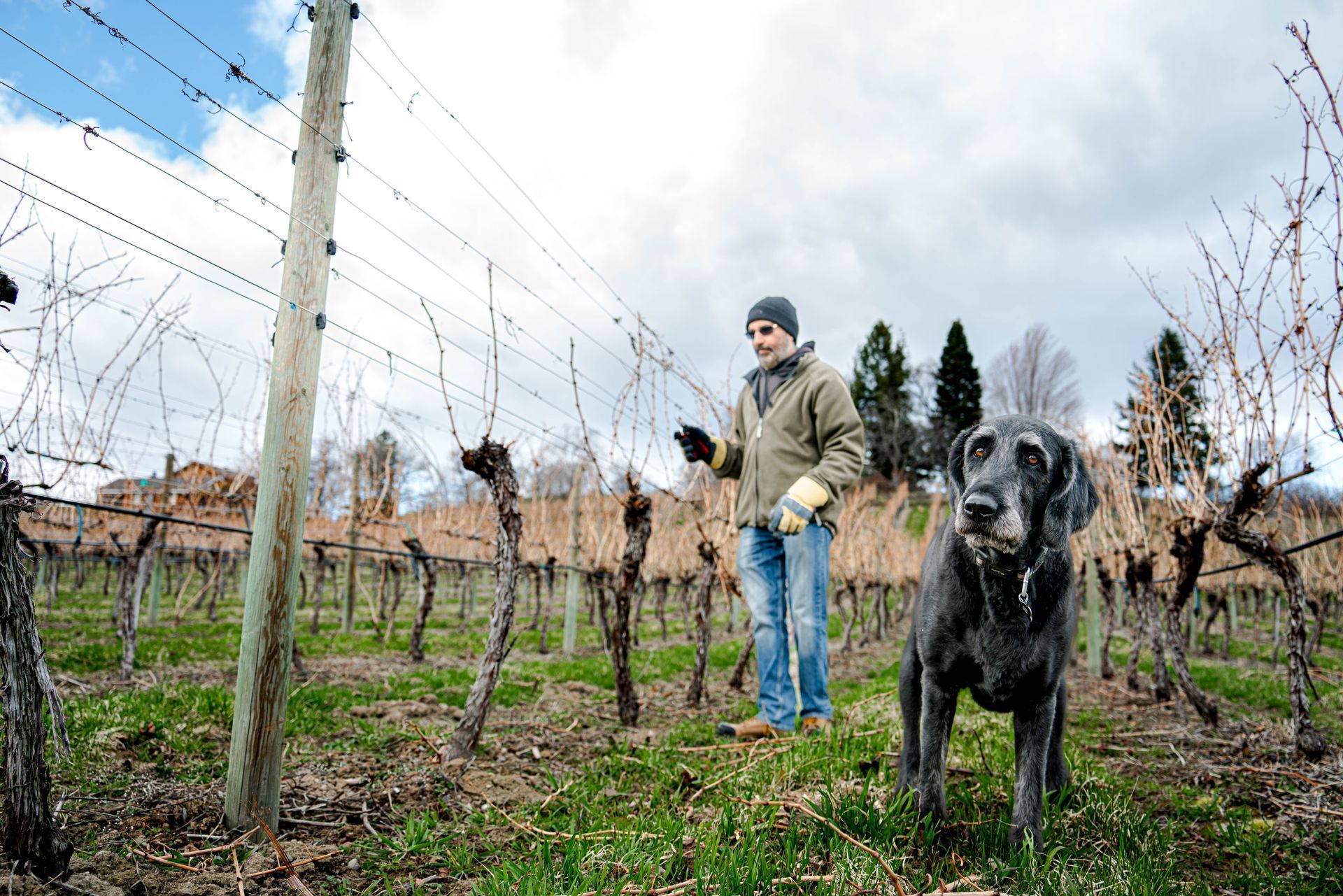 A man and a dog are standing in a vineyard.