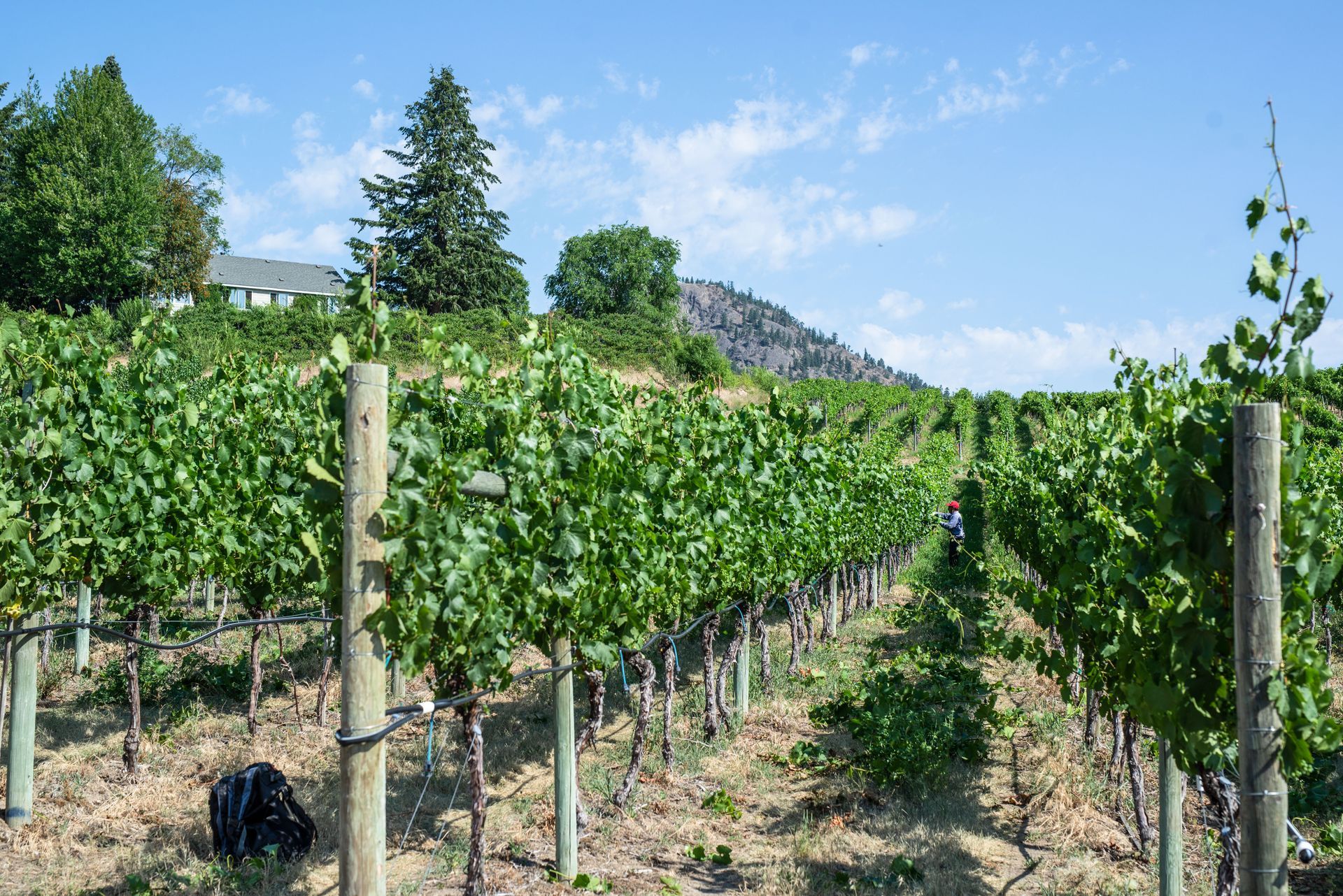 A dog is standing in a vineyard with a mountain in the background.