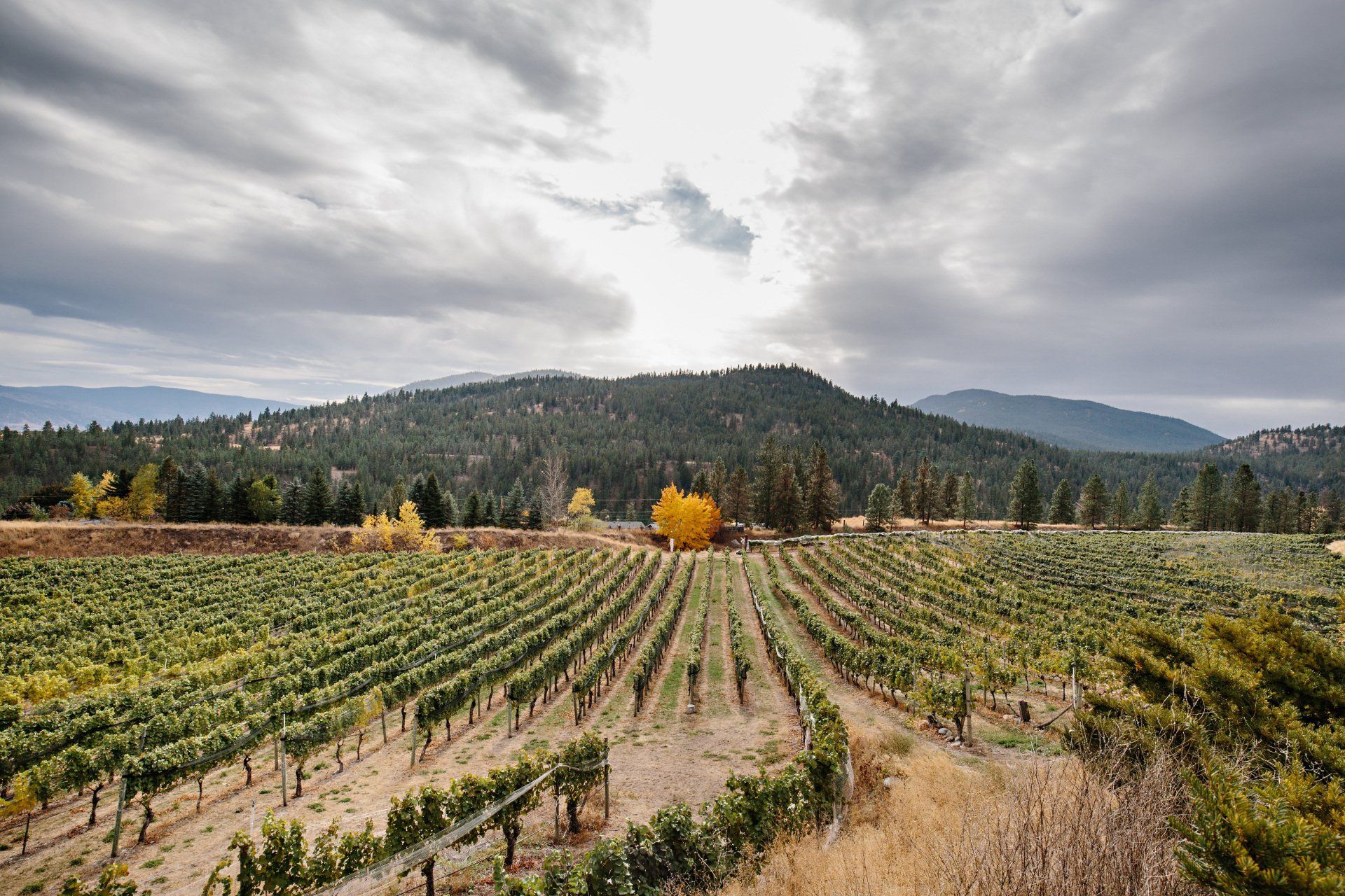 Planning A Tour Of South Okanagan Wineries