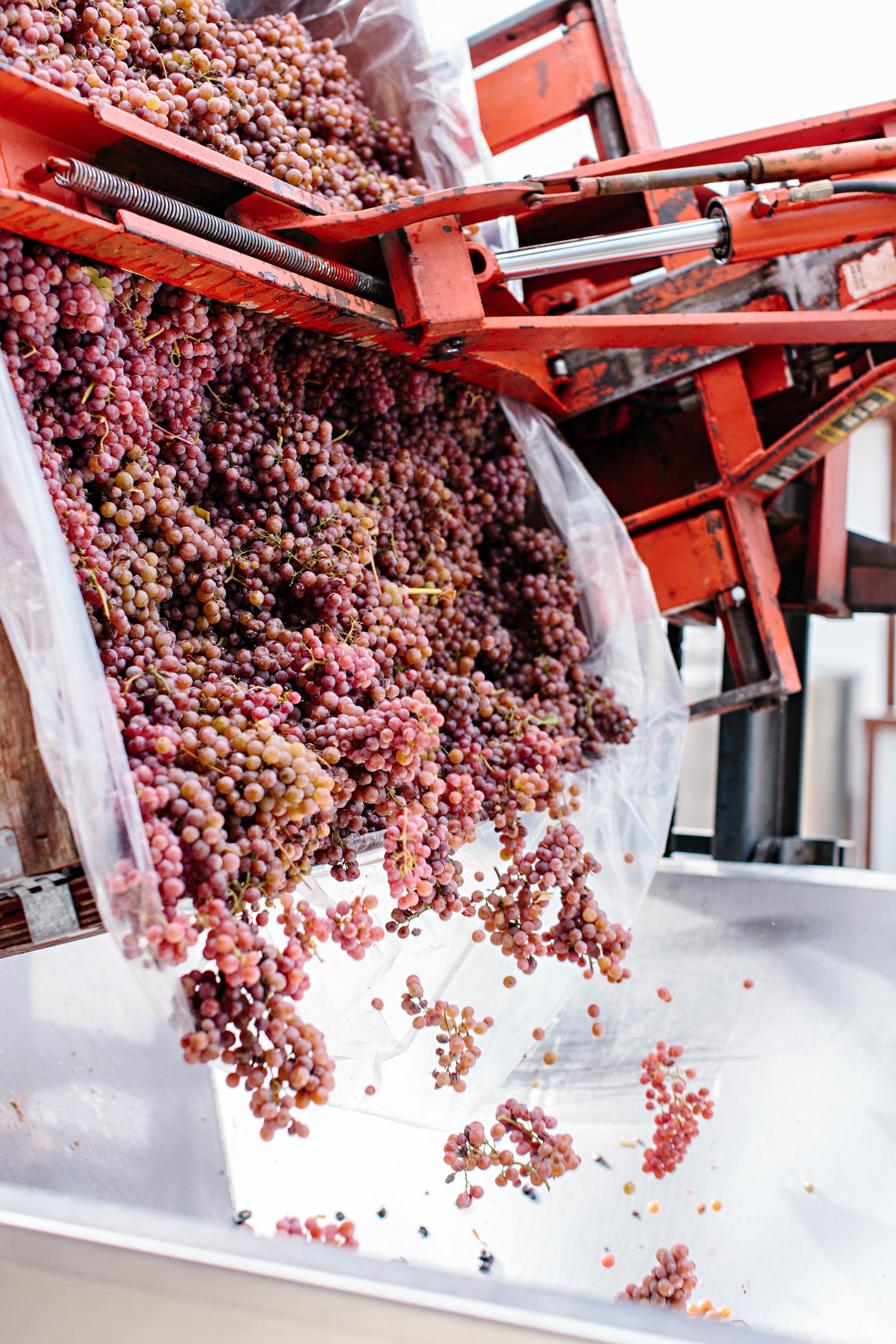 A bunch of grapes are being poured into a container.
