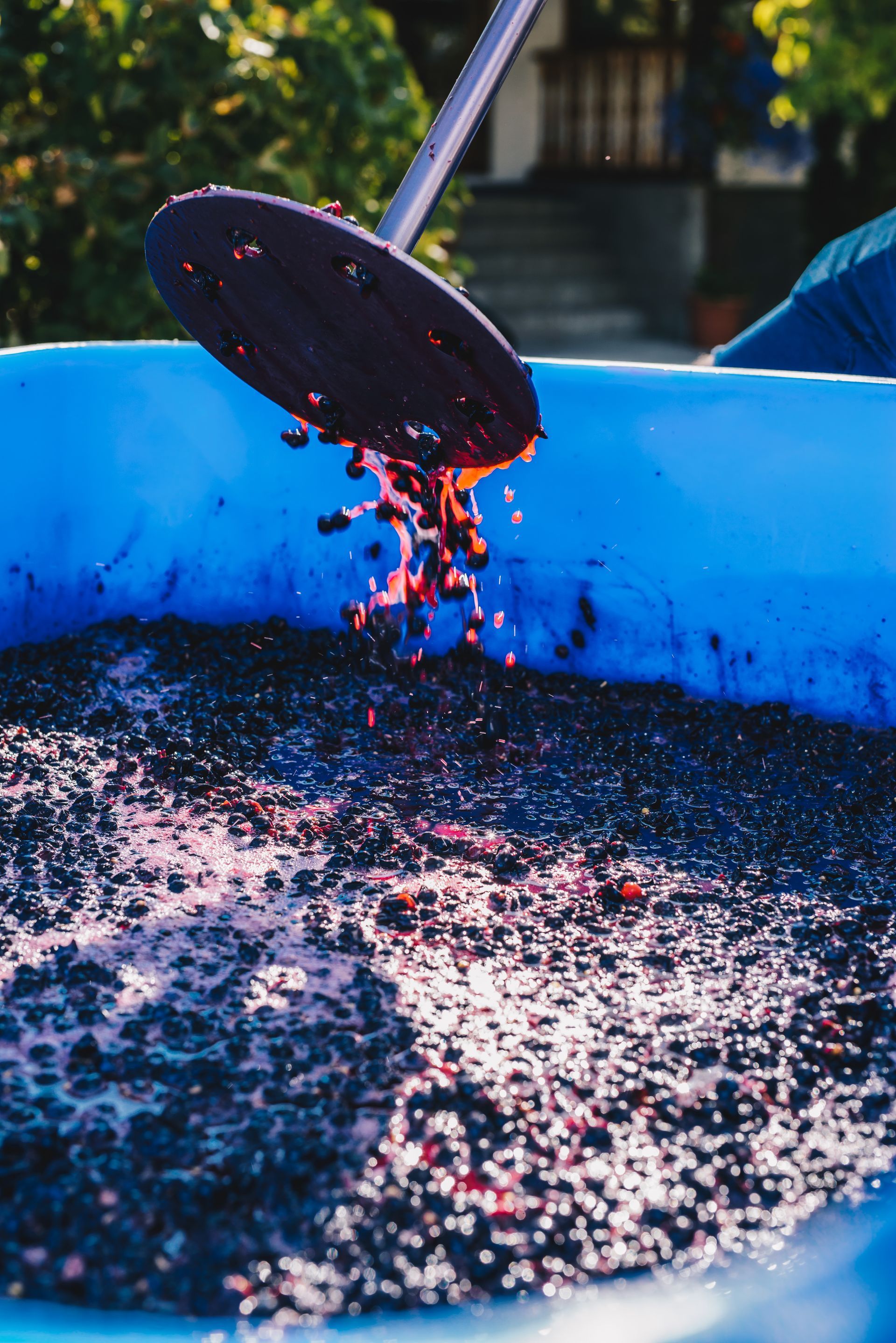 A person is pouring grapes into a blue bucket.