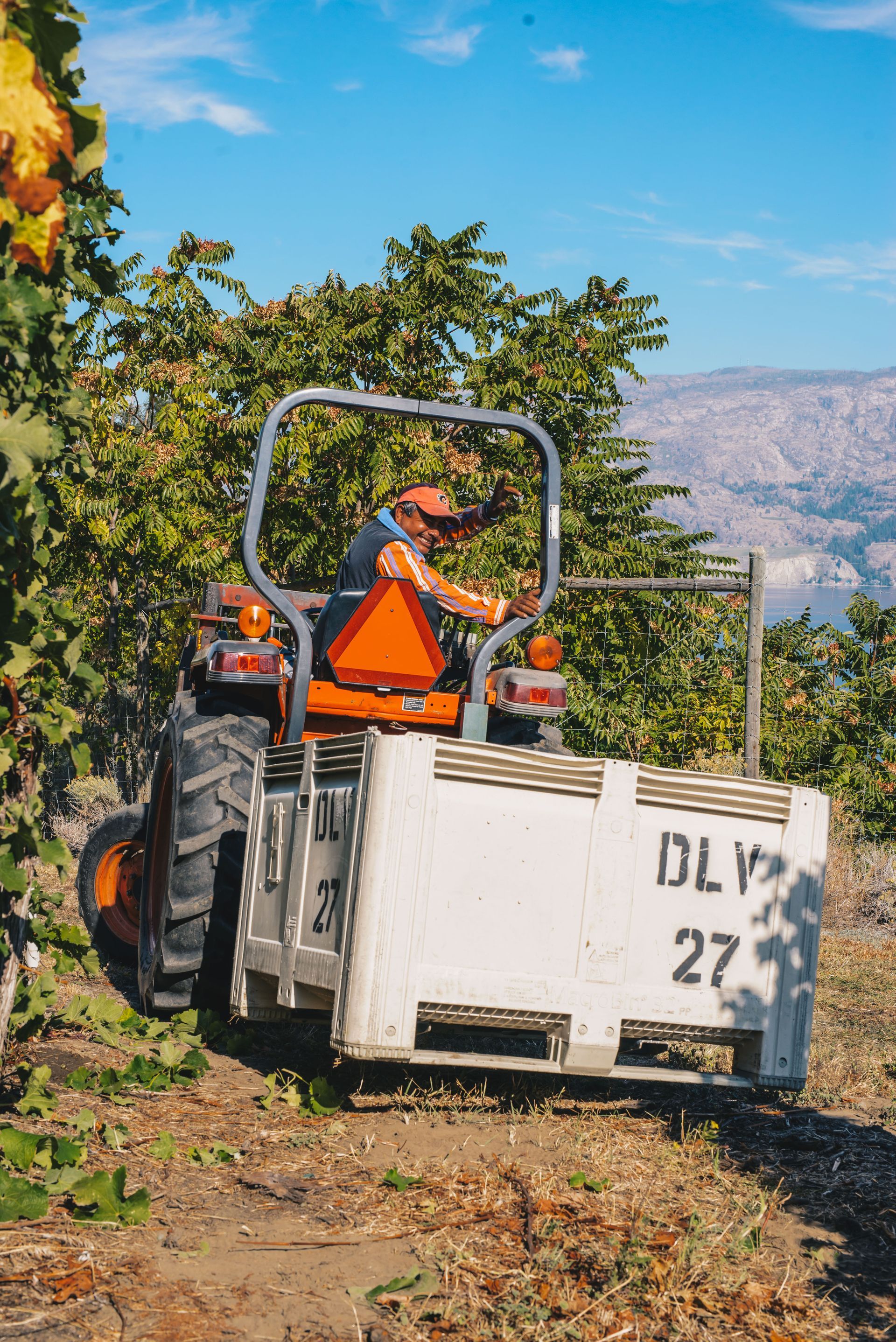 A man is driving a tractor through a vineyard.