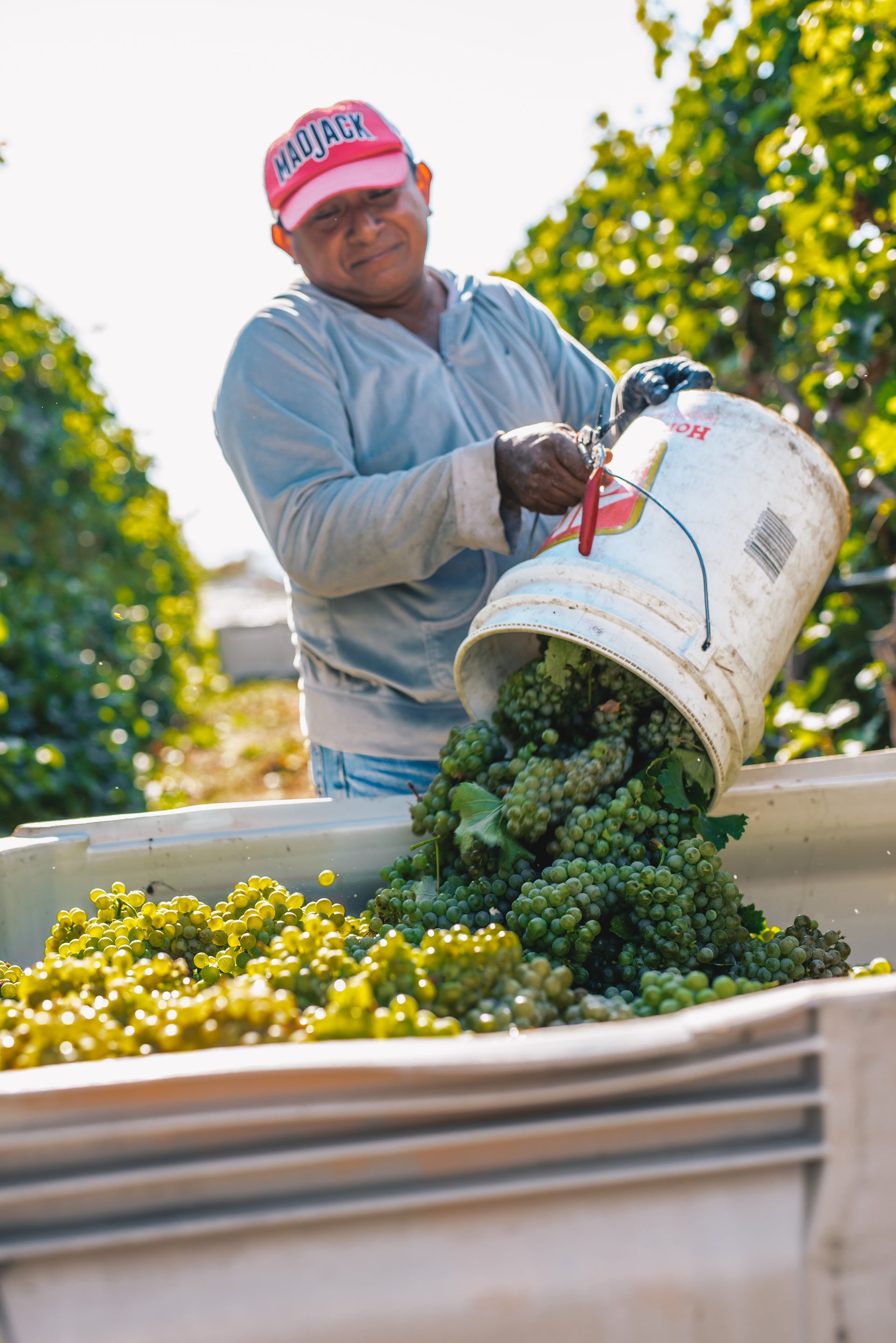 A man is pouring grapes from a bucket into a bin.