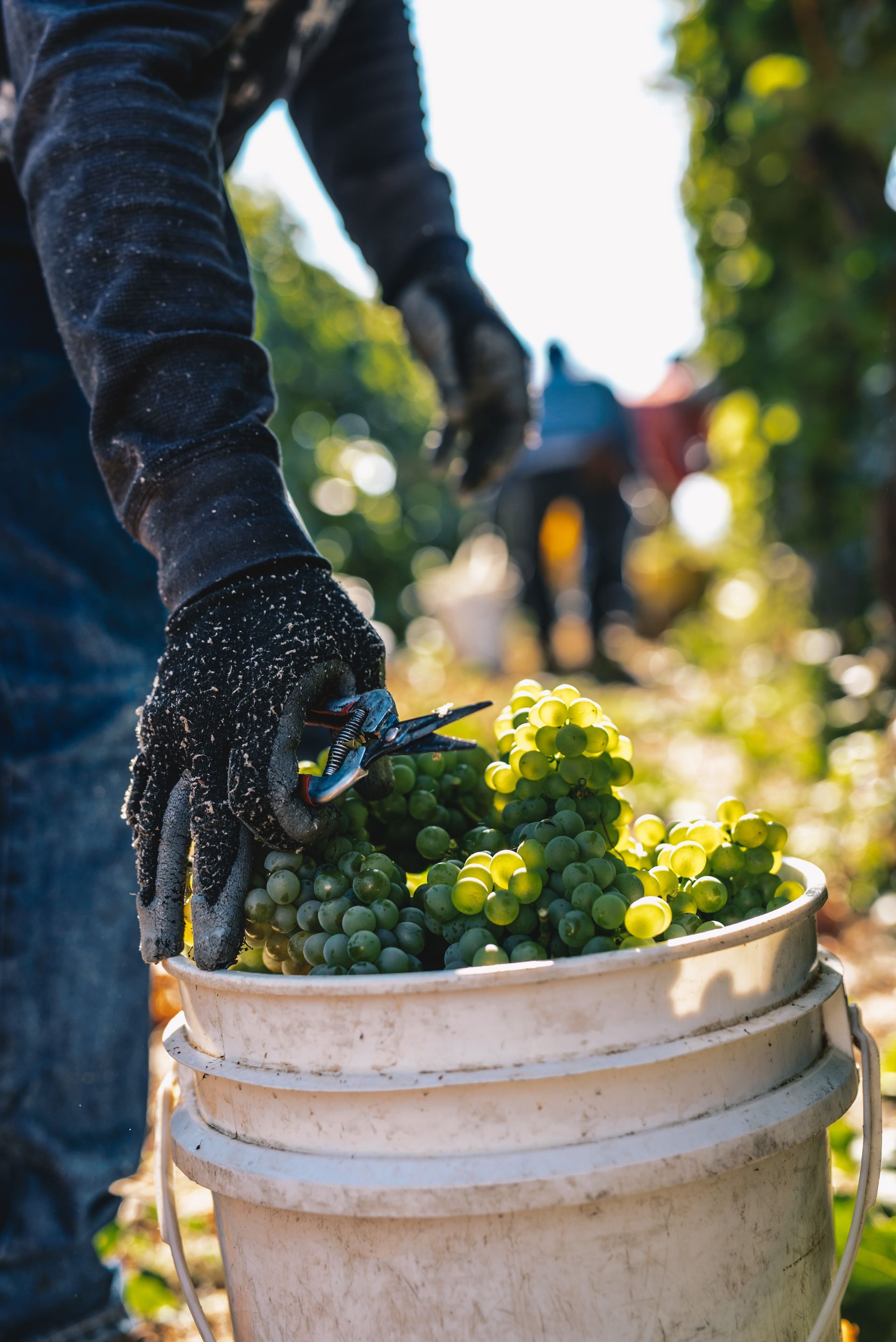 A person is picking grapes from a bucket in a vineyard.